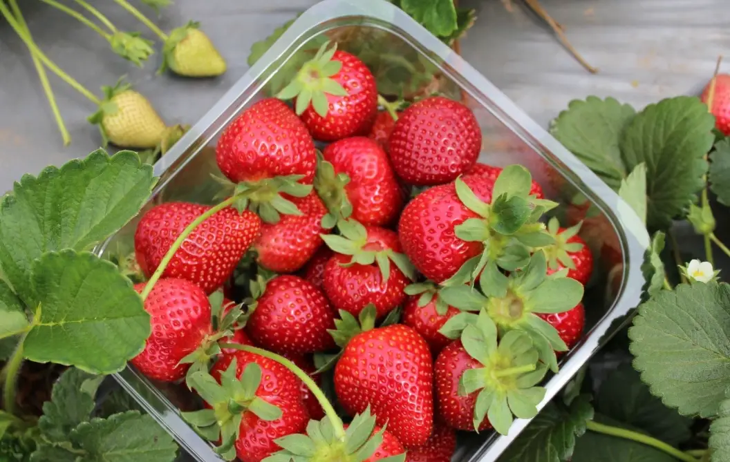 新竹關西採草莓