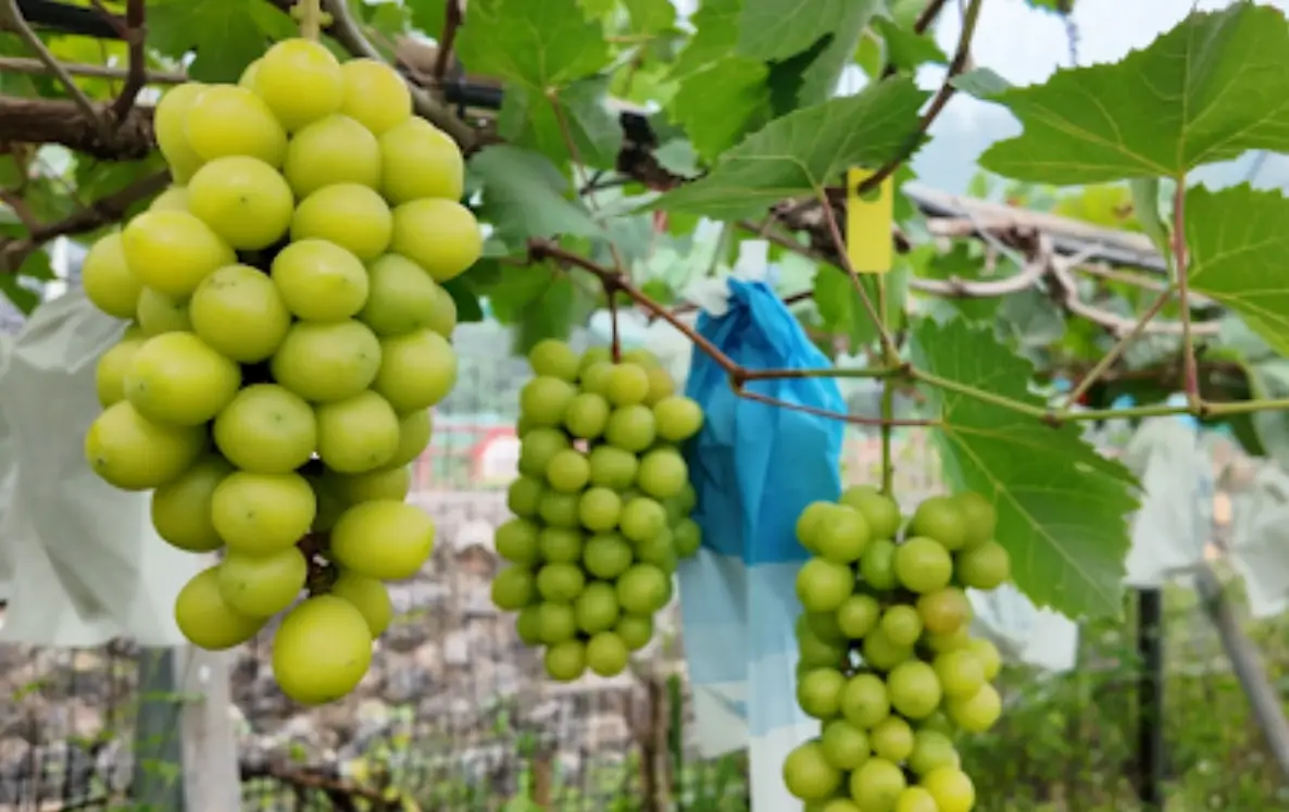 陽光玫瑰葡萄種植技術 陽光玫瑰葡萄種植技術