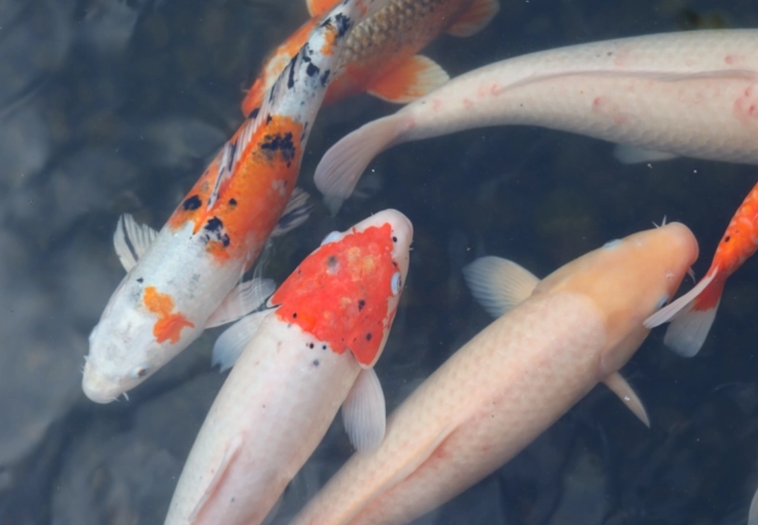 夢境 大魚 解析