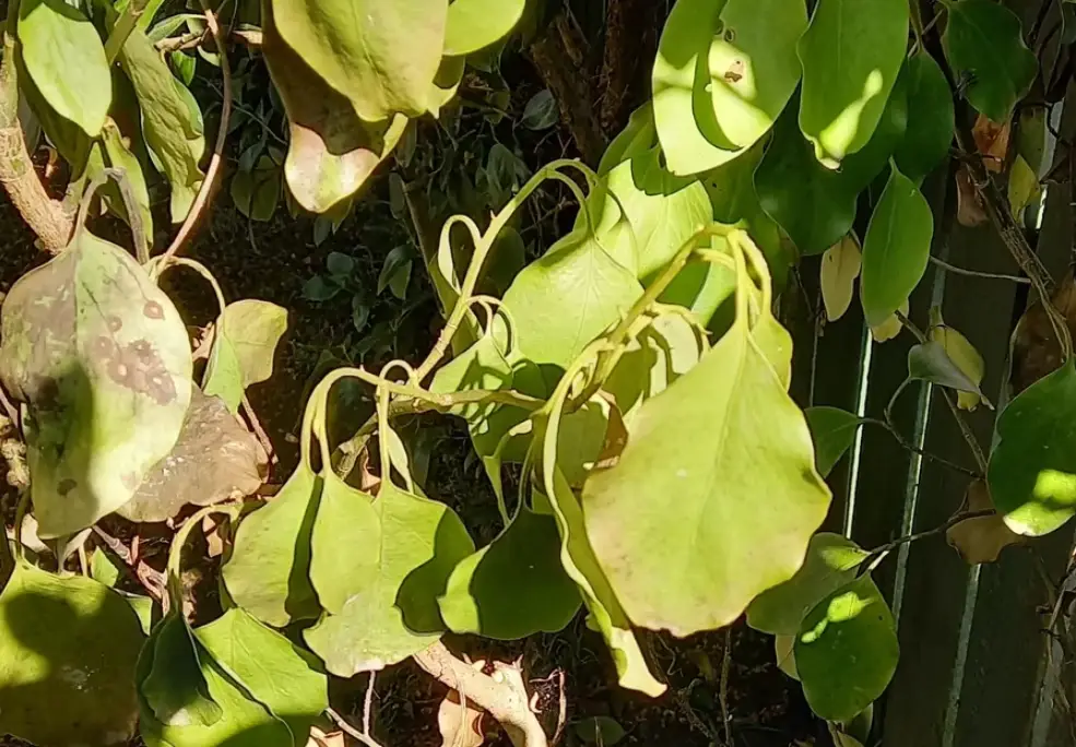 樹木急救方法 樹木急救方法