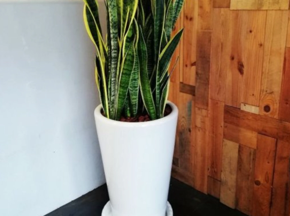 辦公室盆栽養護