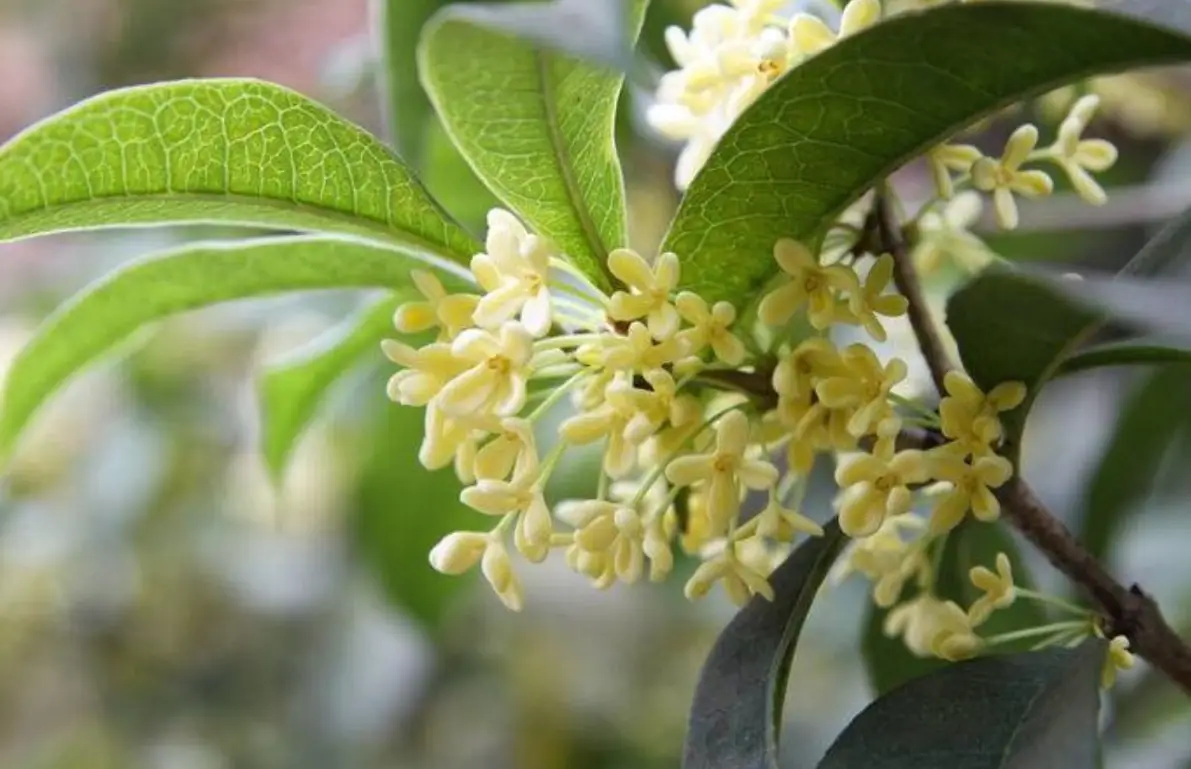 桂花樹矮化方法