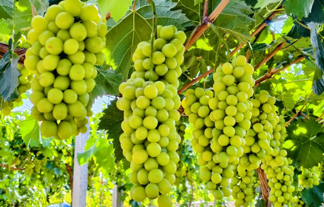 陽光玫瑰葡萄種植