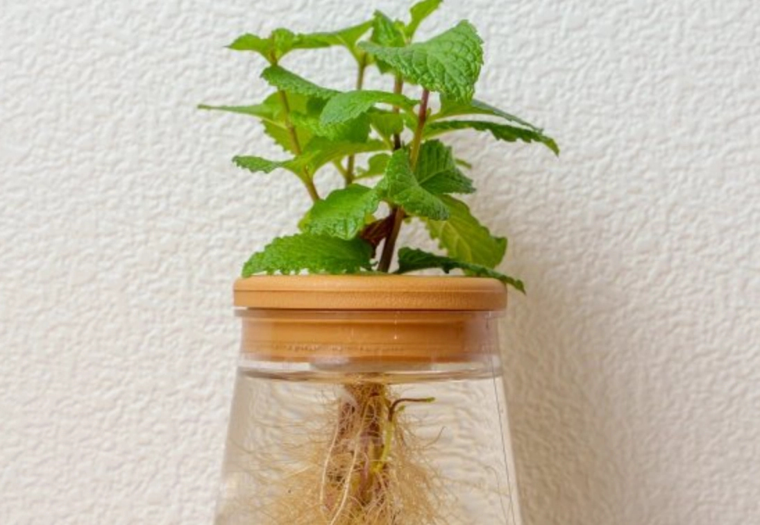 薄荷水培完整指南：新手必學的室內種植技巧與疑難排解
