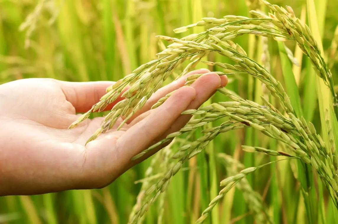 水稻種植步驟 水稻種植步驟