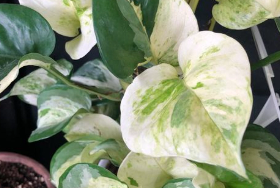 白斑黃金葛 繁殖