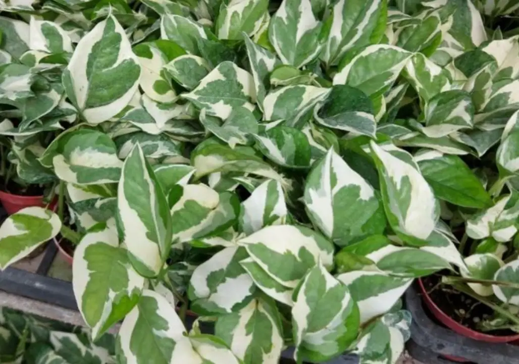 黃金葛 白斑 消失