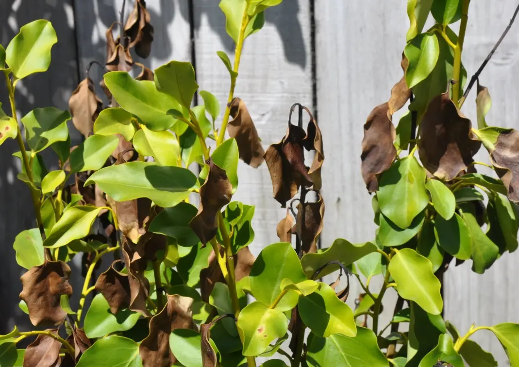 大樹枯萎 大樹枯萎
