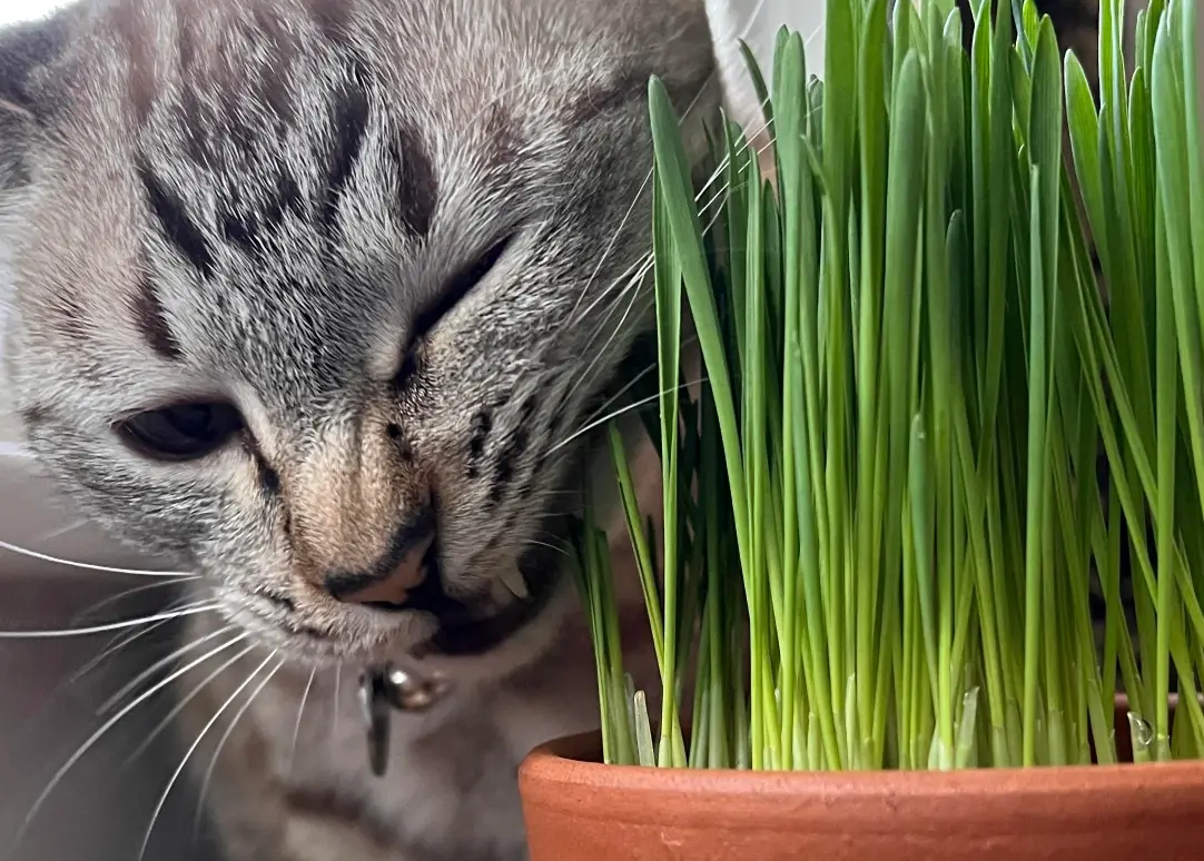 對貓無毒的植物
