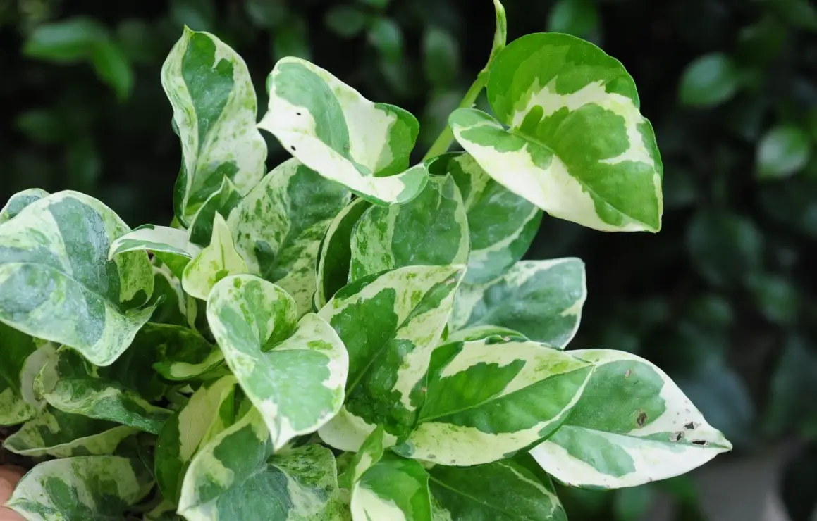 白斑黃金葛養護全攻略：從選購到爆盆，解決葉片退斑難題