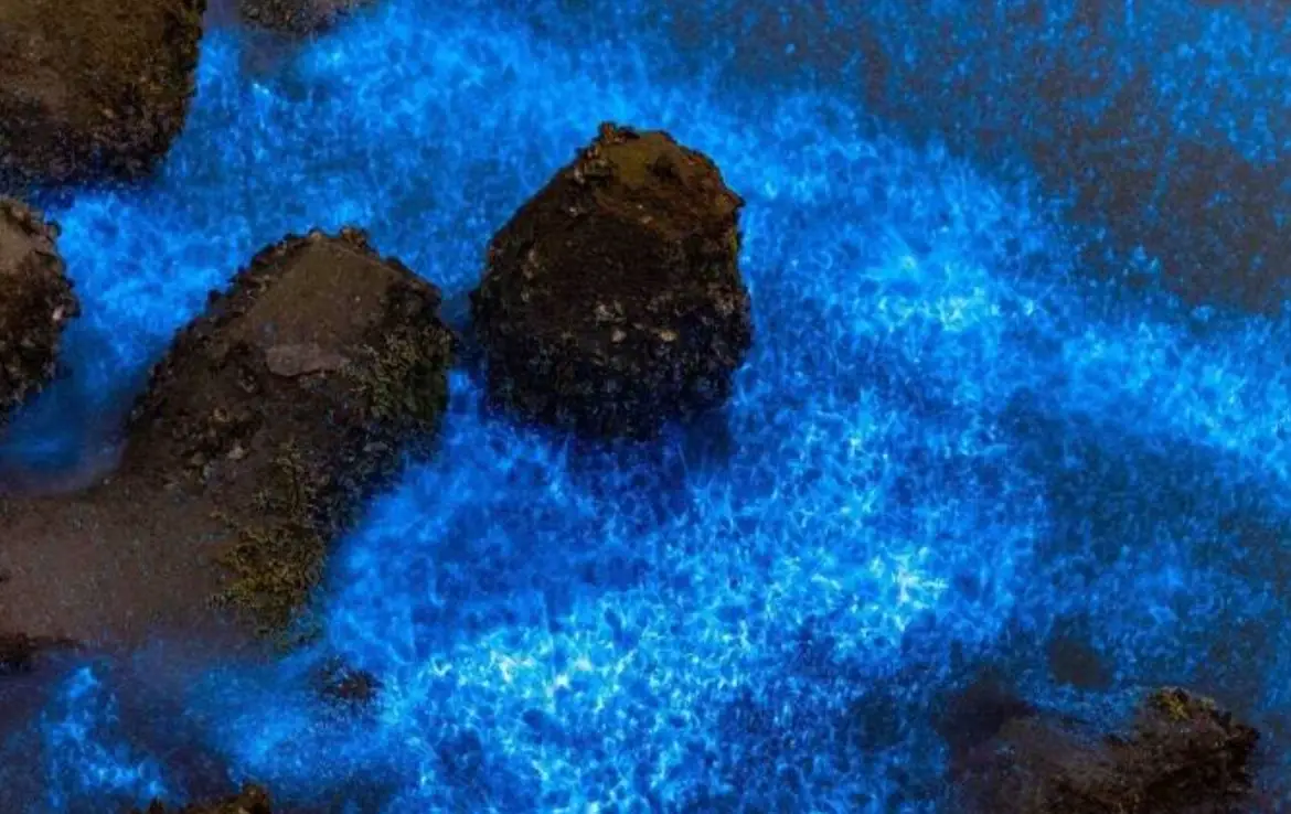 藍眼淚觀賞地點