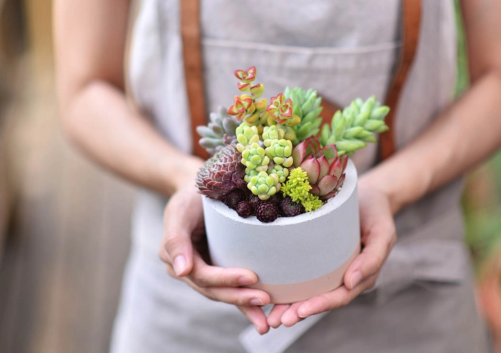 多肉植物景天養護