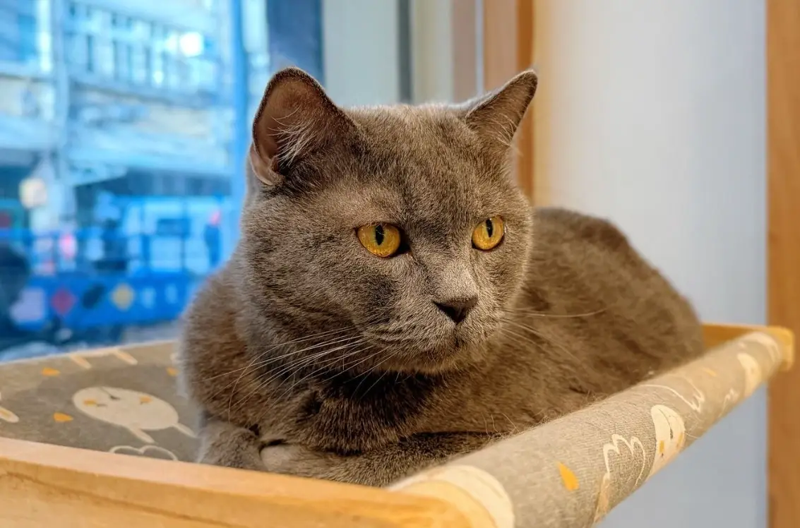 貓咖三重比較 貓咖三重比較