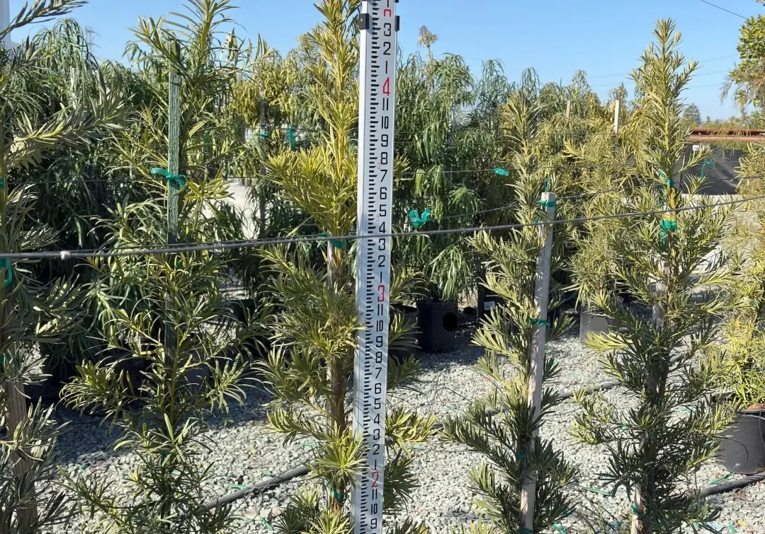 庭院樹木修剪 庭院樹木修剪