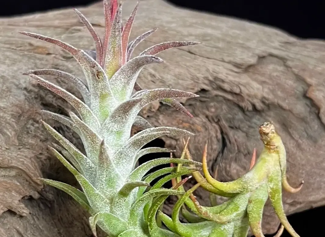 空氣鳳梨徒長原因