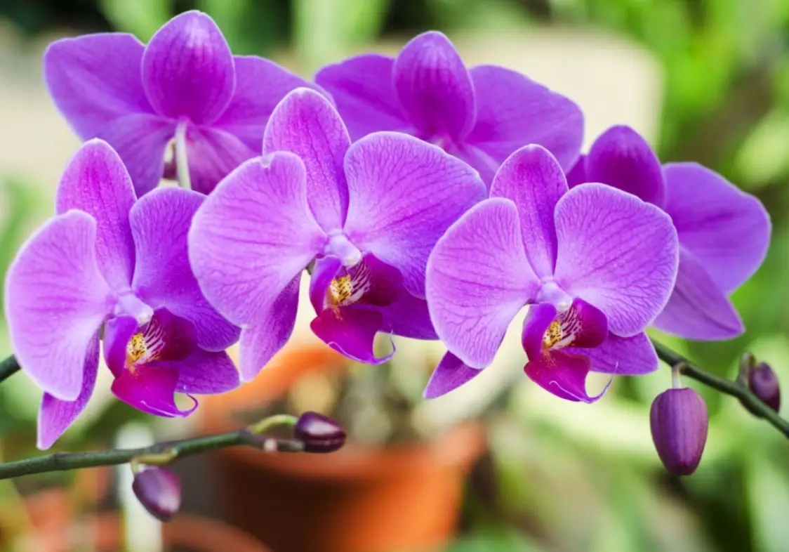 蘭花謝了怎麼辦 蘭花謝了怎麼辦