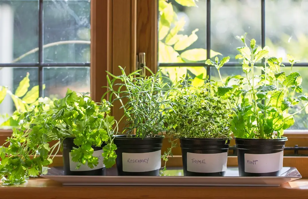 不需要陽光的香草植物