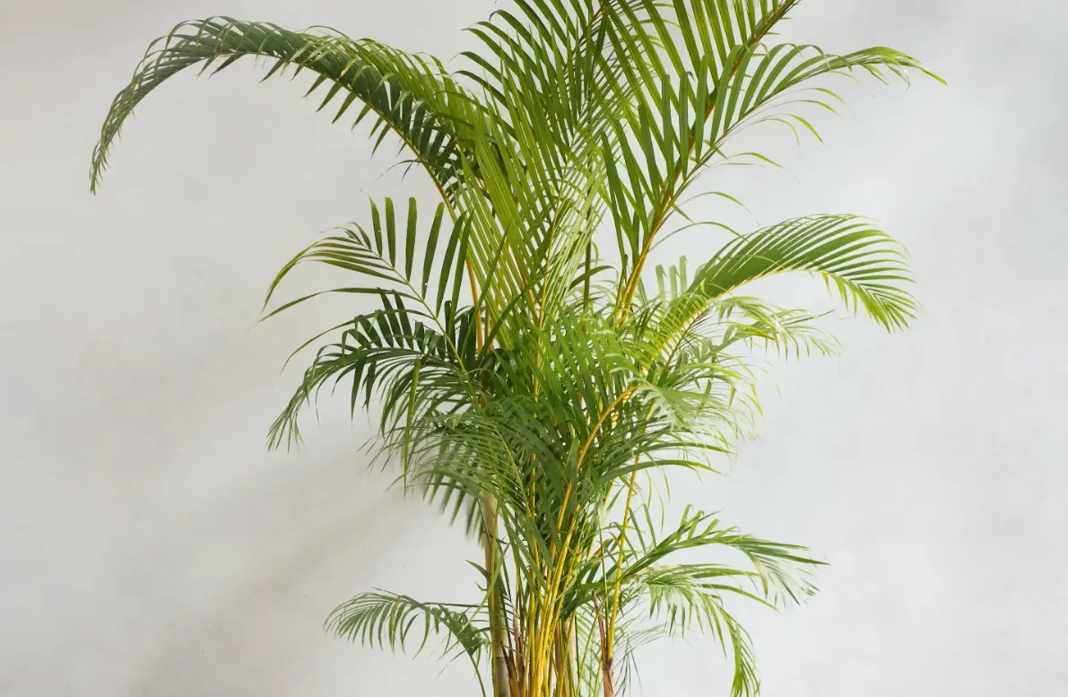 黃椰種植 黃椰種植