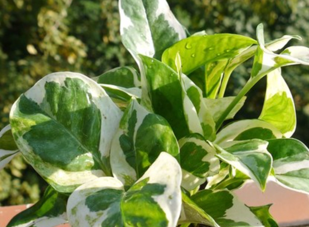 白斑黃金葛 照顧