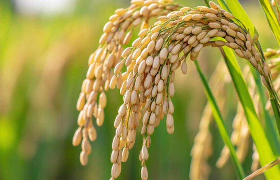 水稻生長階段 水稻生長階段