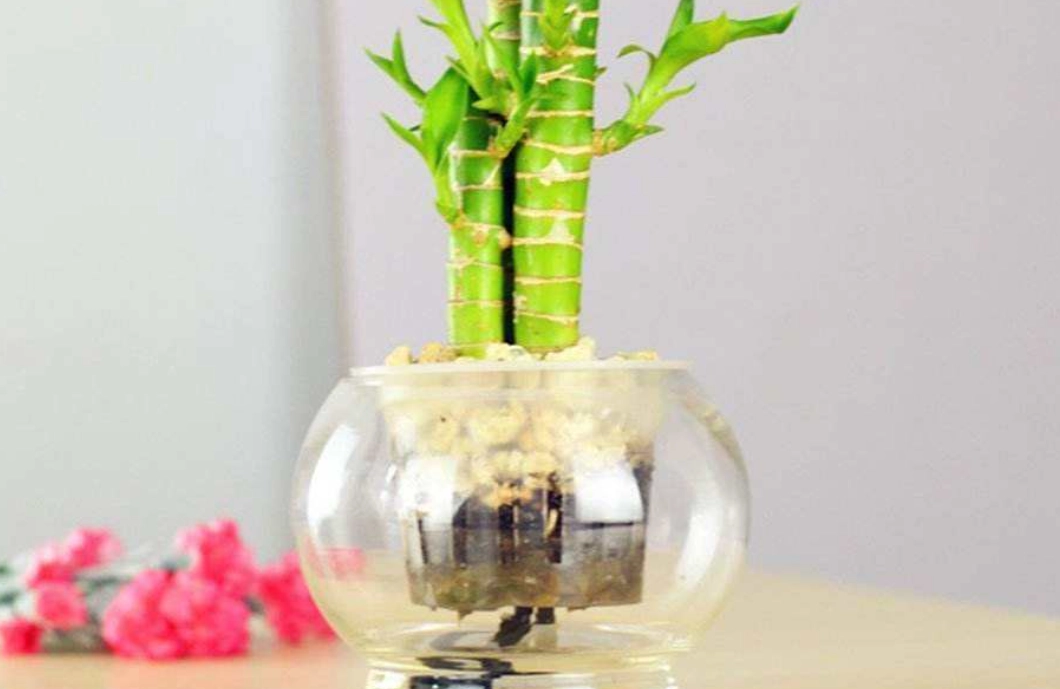 富貴竹水養方法 富貴竹水養方法