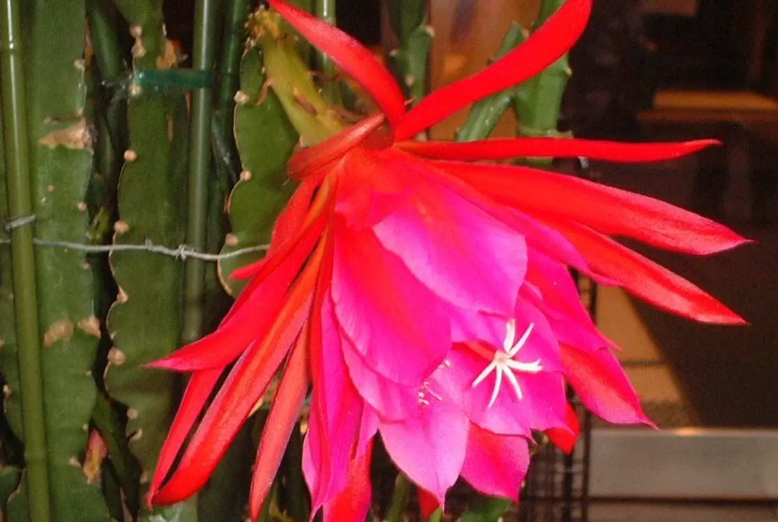 孔雀仙人掌開花