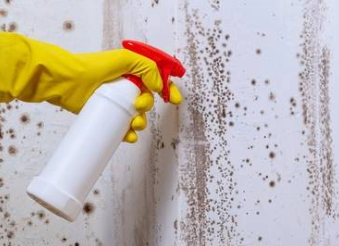 牆壁防霉