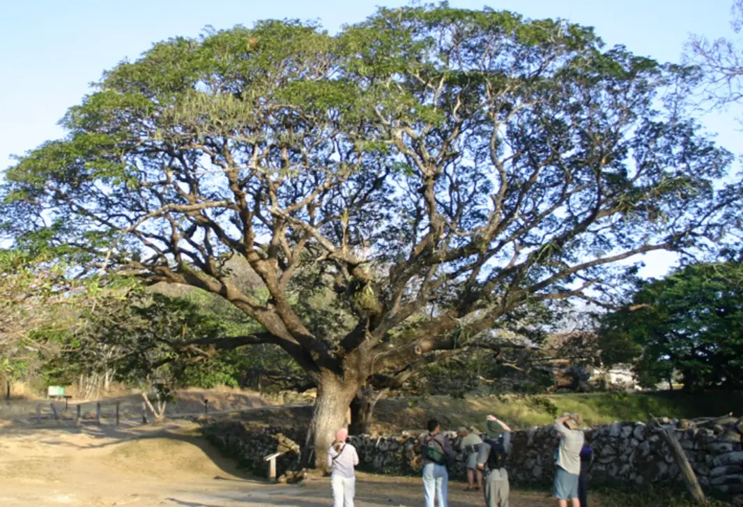 雨傘樹照顧 雨傘樹照顧