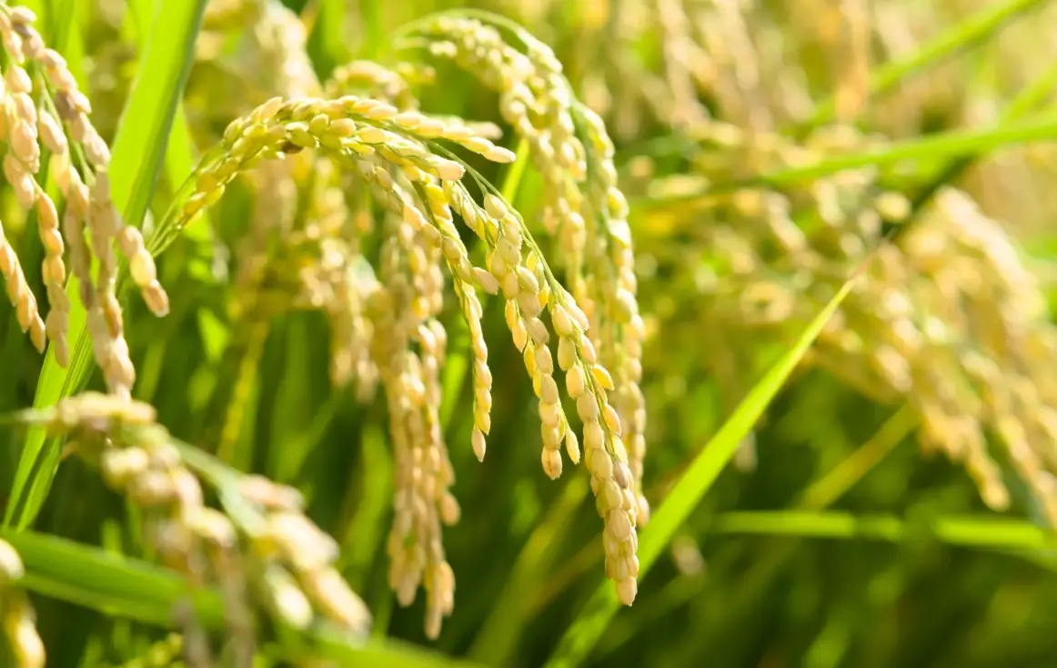 台灣水稻種植 台灣水稻種植