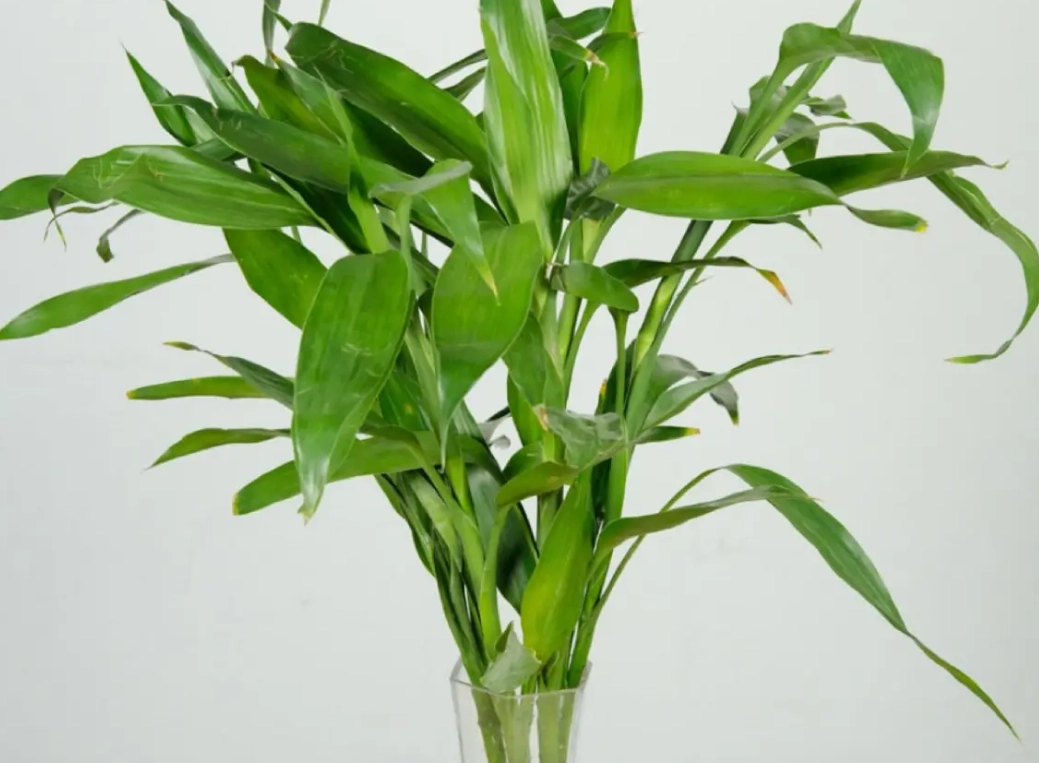 富貴竹旺盛秘訣