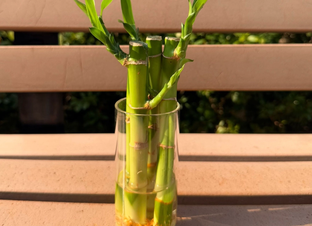 富貴竹澆水 富貴竹澆水