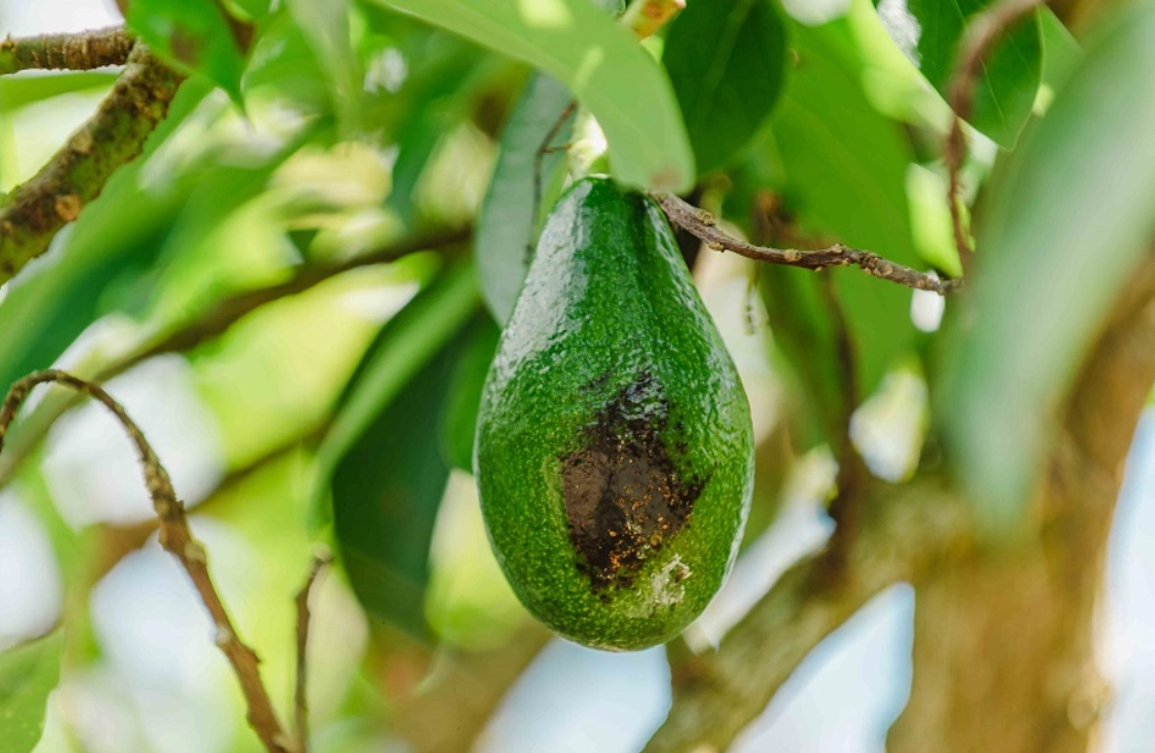 酪梨用藥指南 酪梨用藥指南