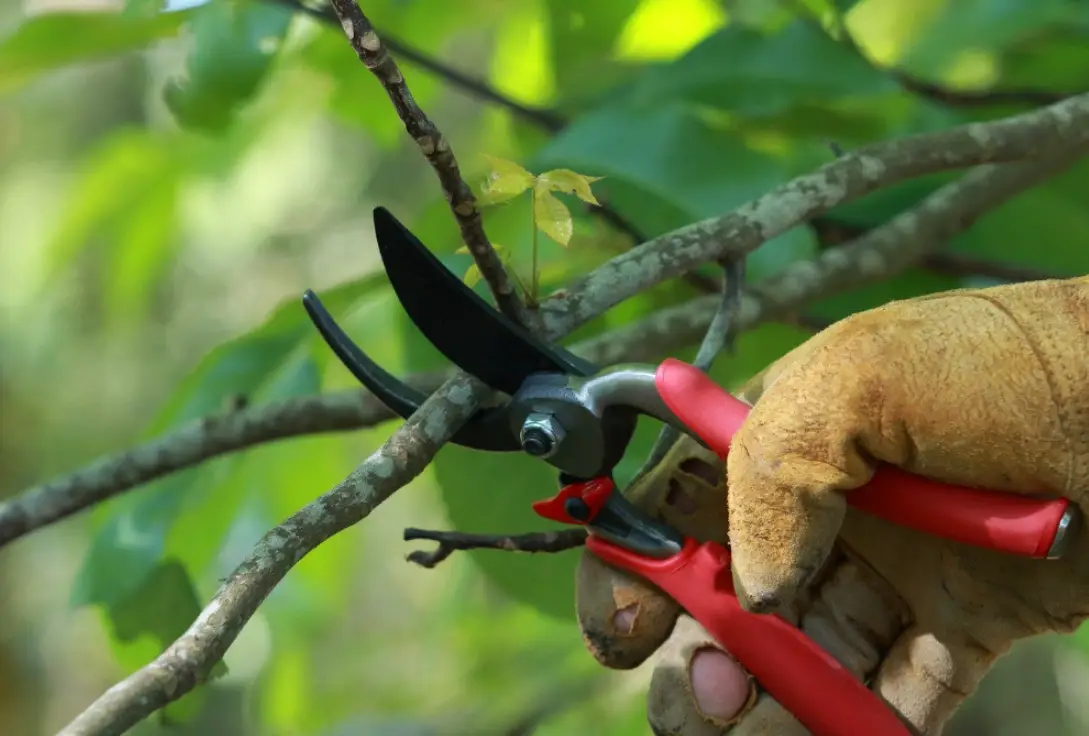 植物修剪指南 植物修剪指南