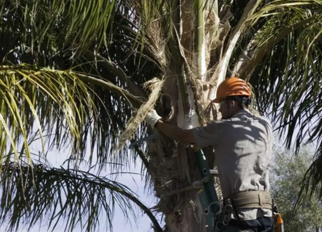 棕櫚樹修剪方法