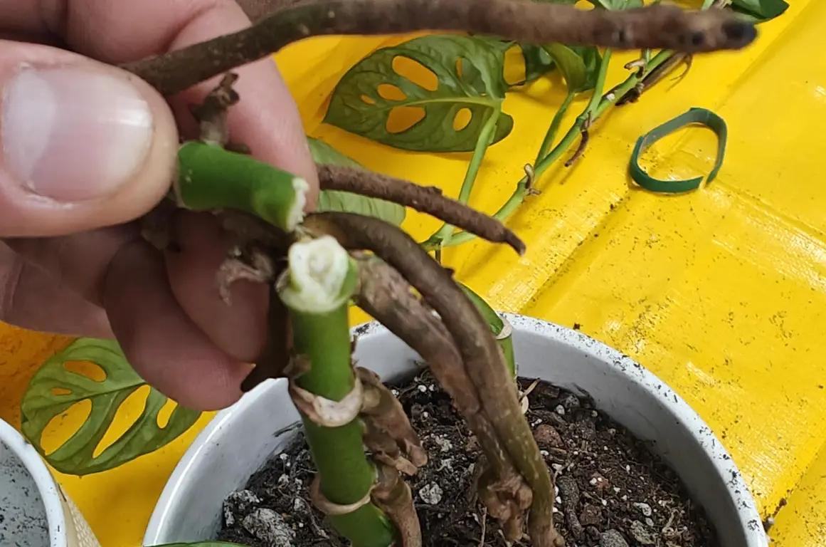 龜背芋斷掉處理