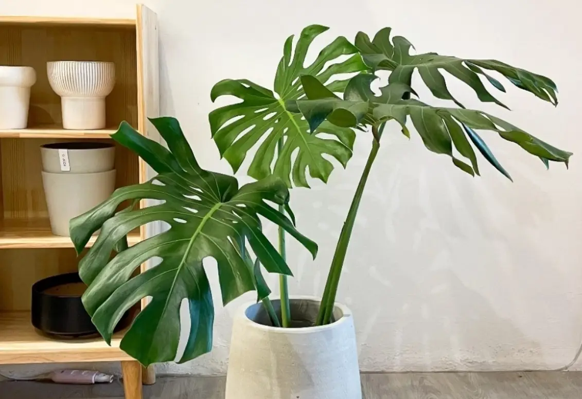 龜背芋生長溫度 龜背芋生長溫度