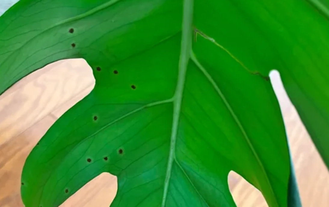 龜背芋真菌感染