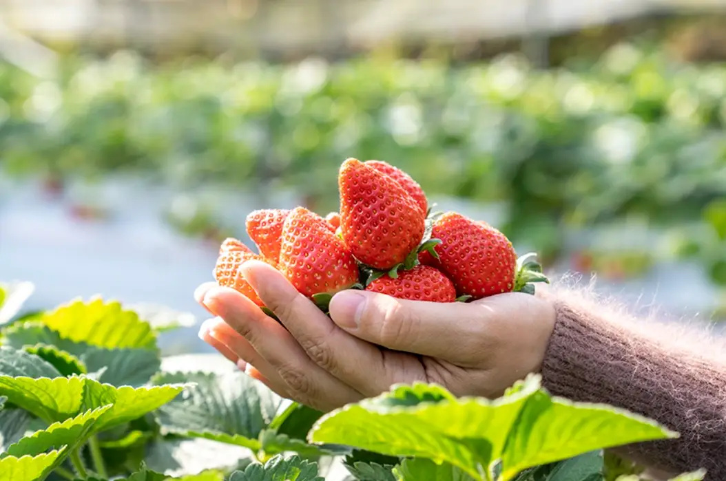 台北採草莓推薦