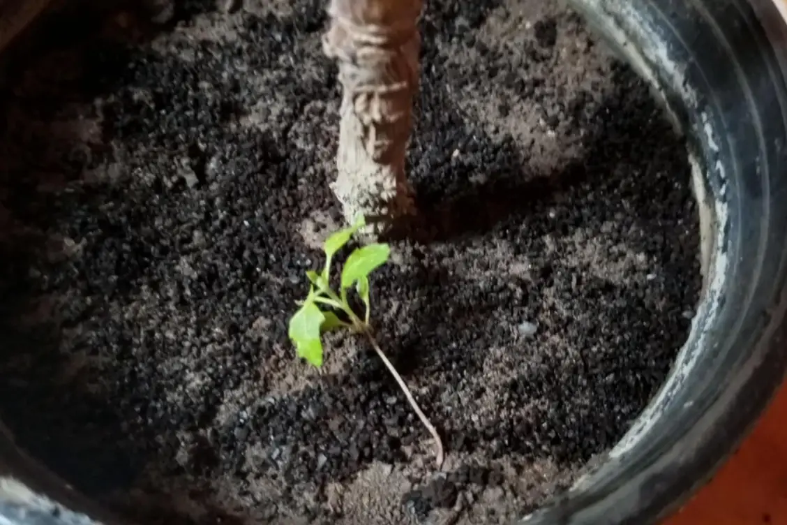 咖啡渣肥料製作 咖啡渣肥料製作