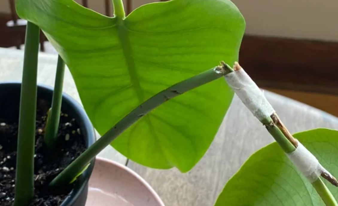 龜背芋斷掉處理