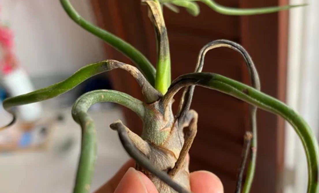 空氣鳳梨照顧 空氣鳳梨照顧