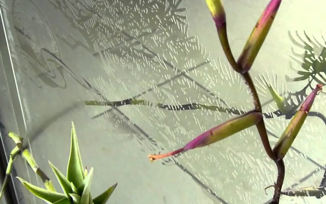 旋風木柄鳳開花 表演