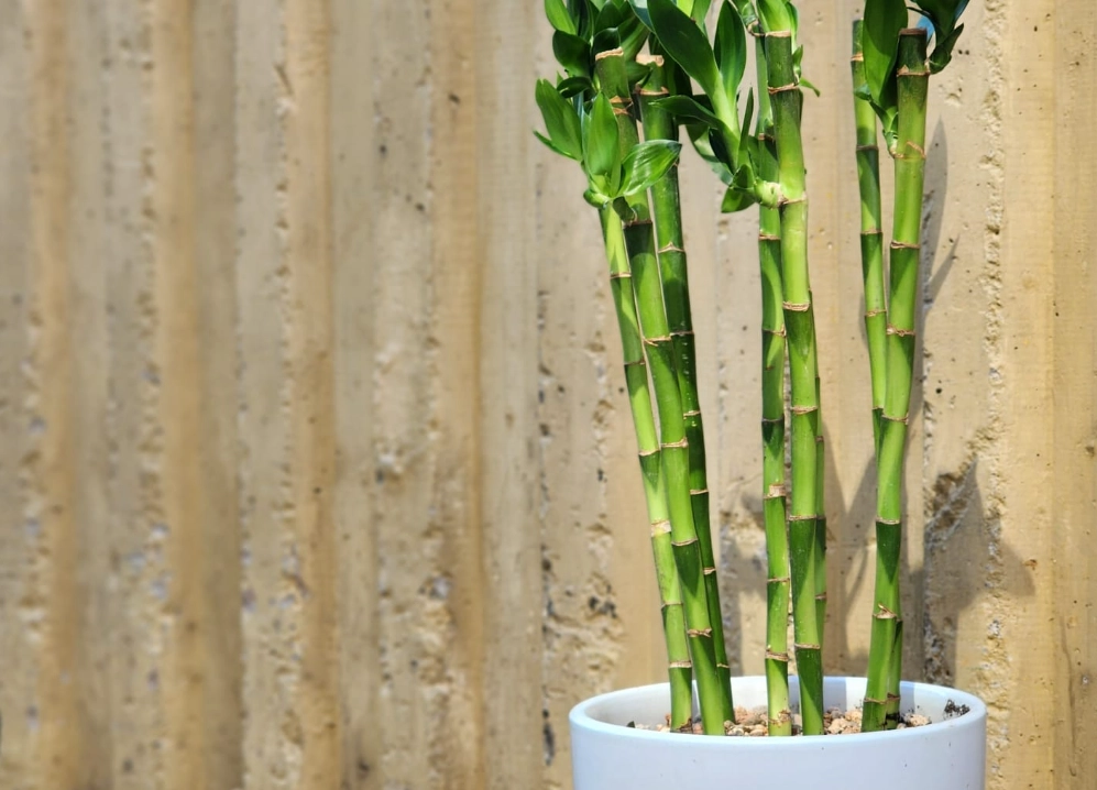 富貴竹旺盛秘訣 富貴竹旺盛秘訣