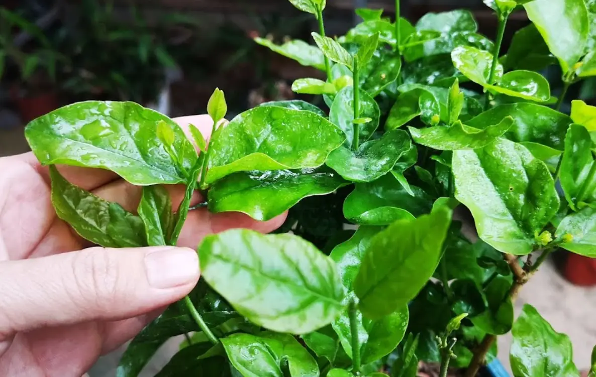 茉莉花浇水过多