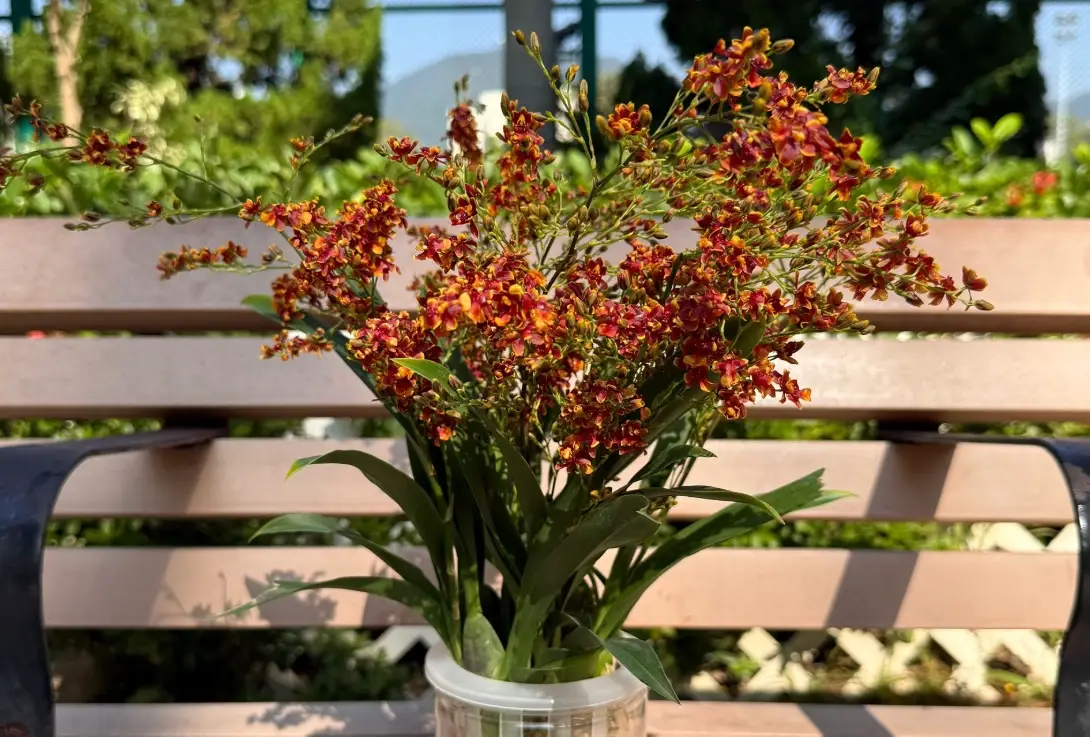 文心蘭照顧 文心蘭照顧