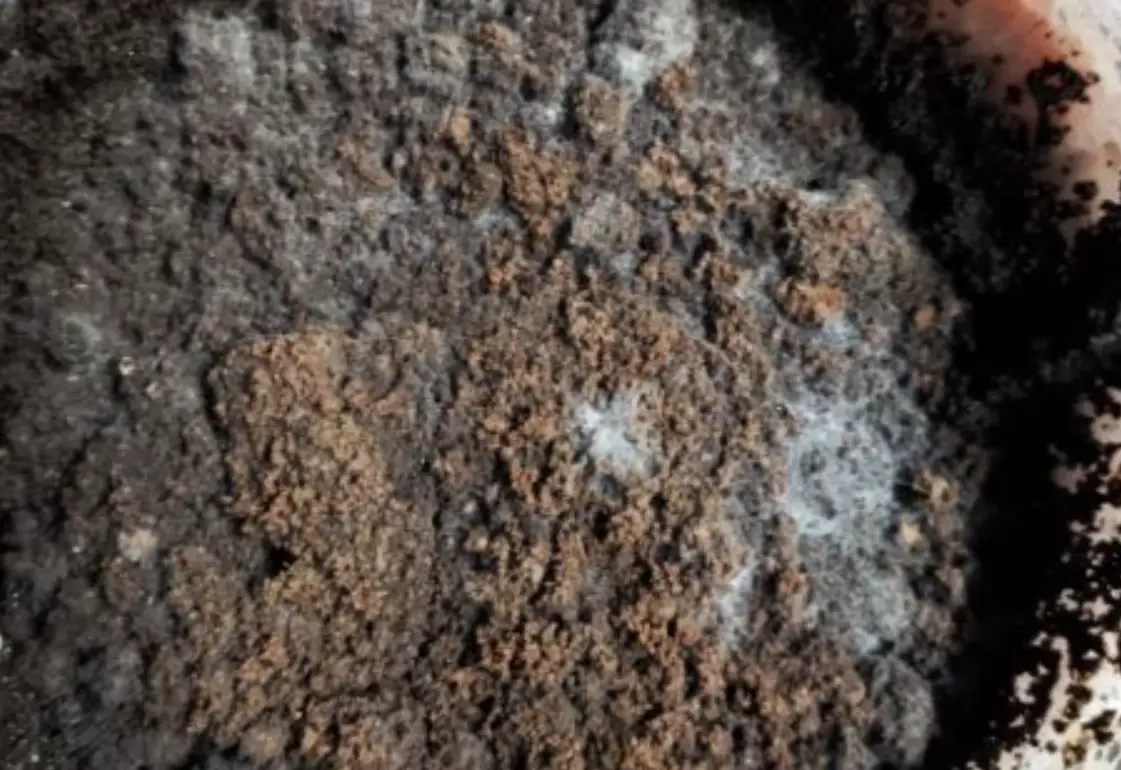 咖啡渣肥料製作