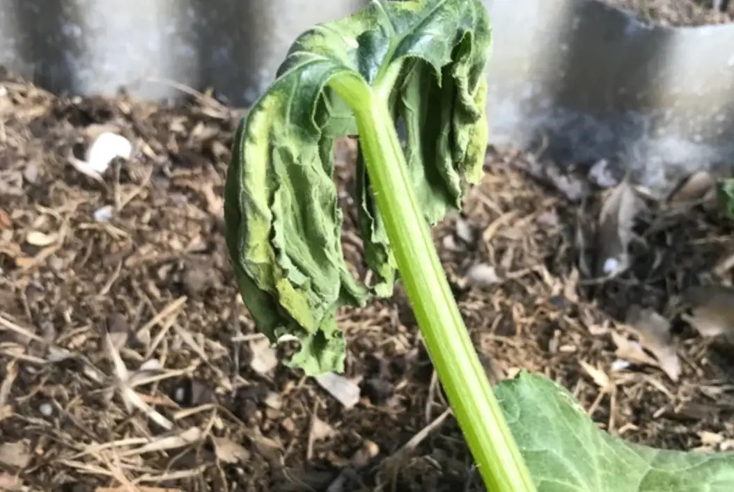 植物病害 植物病害