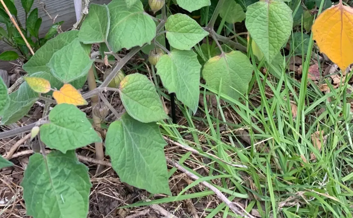 如何讓燈籠果開花