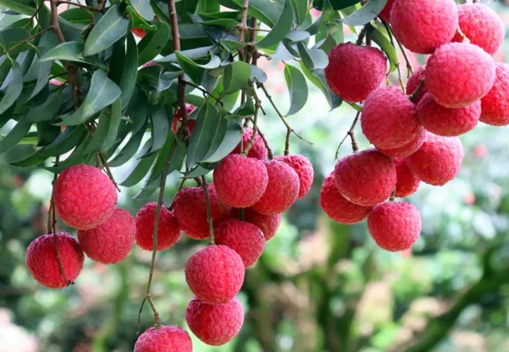 荔枝高壓繁殖 荔枝高壓繁殖