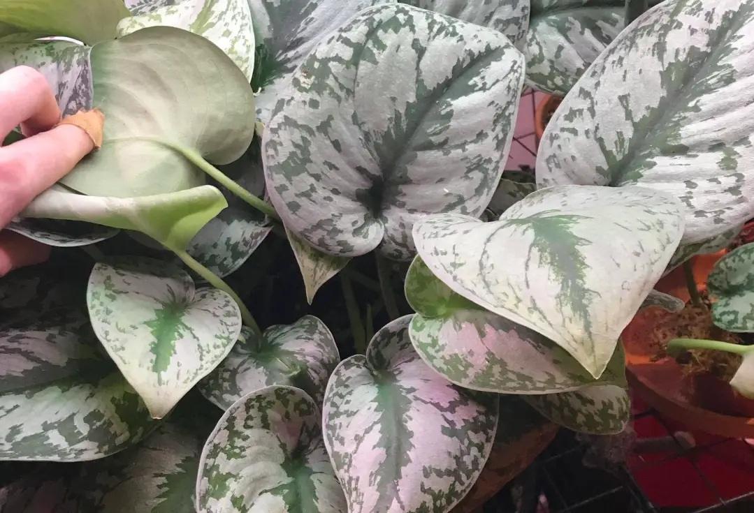 銀星黃金葛 照顧